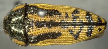 Media type: image;   Entomology 2719 Aspect: habitus dorsal view